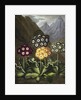 Auriculas from Dr John Robert Thornton's 'Temple of Flora, or Garden of the Botanist, Poet, Painter and Philosopher', London, 1812 by Anonymous