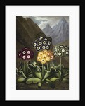 Auriculas from Dr John Robert Thornton's 'Temple of Flora, or Garden of the Botanist, Poet, Painter and Philosopher', London, 1812 by Anonymous