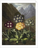Auriculas from Dr John Robert Thornton's 'Temple of Flora, or Garden of the Botanist, Poet, Painter and Philosopher', London, 1812 by Anonymous