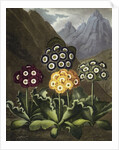 Auriculas from Dr John Robert Thornton's 'Temple of Flora, or Garden of the Botanist, Poet, Painter and Philosopher', London, 1812 by Anonymous