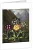 Auriculas from Dr John Robert Thornton's 'Temple of Flora, or Garden of the Botanist, Poet, Painter and Philosopher', London, 1812 by Anonymous