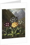Auriculas from Dr John Robert Thornton's 'Temple of Flora, or Garden of the Botanist, Poet, Painter and Philosopher', London, 1812 by Anonymous