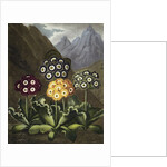 Auriculas from Dr John Robert Thornton's 'Temple of Flora, or Garden of the Botanist, Poet, Painter and Philosopher', London, 1812 by Anonymous