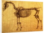 Finished Study for the First Skeletal Table of a Horse, c. 1766 by George Stubbs