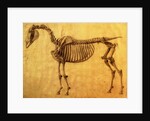 Finished Study for the First Skeletal Table of a Horse, c. 1766 by George Stubbs