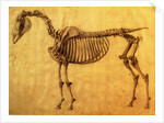 Finished Study for the First Skeletal Table of a Horse, c. 1766 by George Stubbs