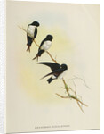 Delichon nipalensis by John Gould