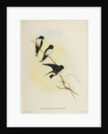 Delichon nipalensis by John Gould