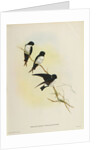 Delichon nipalensis by John Gould