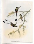 Spathura Solstitialis by John Gould