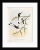 Spathura Solstitialis by John Gould