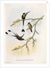 Spathura Solstitialis by John Gould