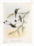 Spathura Solstitialis by John Gould