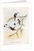 Spathura Solstitialis by John Gould