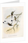 Spathura Solstitialis by John Gould