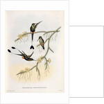Spathura Solstitialis by John Gould