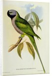 Parakeet: Palaeornis Derbianus, c.1850 by John Gould