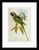 Parakeet: Palaeornis Derbianus, c.1850 by John Gould