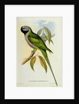 Parakeet: Palaeornis Derbianus, c.1850 by John Gould