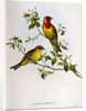 Euspiza Luteola, 19th century by John Gould