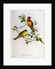 Euspiza Luteola, 19th century by John Gould
