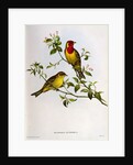 Euspiza Luteola, 19th century by John Gould