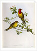 Euspiza Luteola, 19th century by John Gould