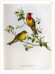Euspiza Luteola, 19th century by John Gould