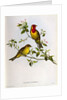 Euspiza Luteola, 19th century by John Gould