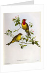 Euspiza Luteola, 19th century by John Gould