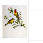 Euspiza Luteola, 19th century by John Gould