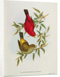 Haematospiza Sipahi by John Gould