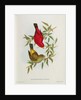 Haematospiza Sipahi by John Gould