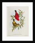 Haematospiza Sipahi by John Gould
