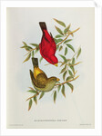 Haematospiza Sipahi by John Gould