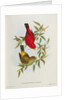 Haematospiza Sipahi by John Gould