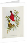 Haematospiza Sipahi by John Gould