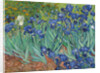 Irises, 1889 by Vincent van Gogh