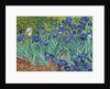 Irises, 1889 by Vincent van Gogh