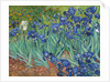 Irises, 1889 by Vincent van Gogh