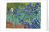 Irises, 1889 by Vincent van Gogh