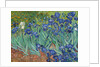 Irises, 1889 by Vincent van Gogh