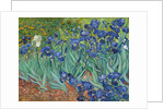 Irises, 1889 by Vincent van Gogh