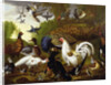 The Fable of the Raven with a Peacock, Cockerel, Woodpecker, Jay, Woodcock, and Magpie by Pieter Casteels
