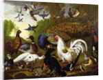 The Fable of the Raven with a Peacock, Cockerel, Woodpecker, Jay, Woodcock, and Magpie by Pieter Casteels