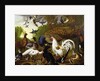 The Fable of the Raven with a Peacock, Cockerel, Woodpecker, Jay, Woodcock, and Magpie by Pieter Casteels