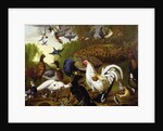 The Fable of the Raven with a Peacock, Cockerel, Woodpecker, Jay, Woodcock, and Magpie by Pieter Casteels