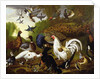The Fable of the Raven with a Peacock, Cockerel, Woodpecker, Jay, Woodcock, and Magpie by Pieter Casteels
