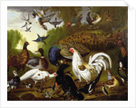 The Fable of the Raven with a Peacock, Cockerel, Woodpecker, Jay, Woodcock, and Magpie by Pieter Casteels
