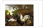 The Fable of the Raven with a Peacock, Cockerel, Woodpecker, Jay, Woodcock, and Magpie by Pieter Casteels